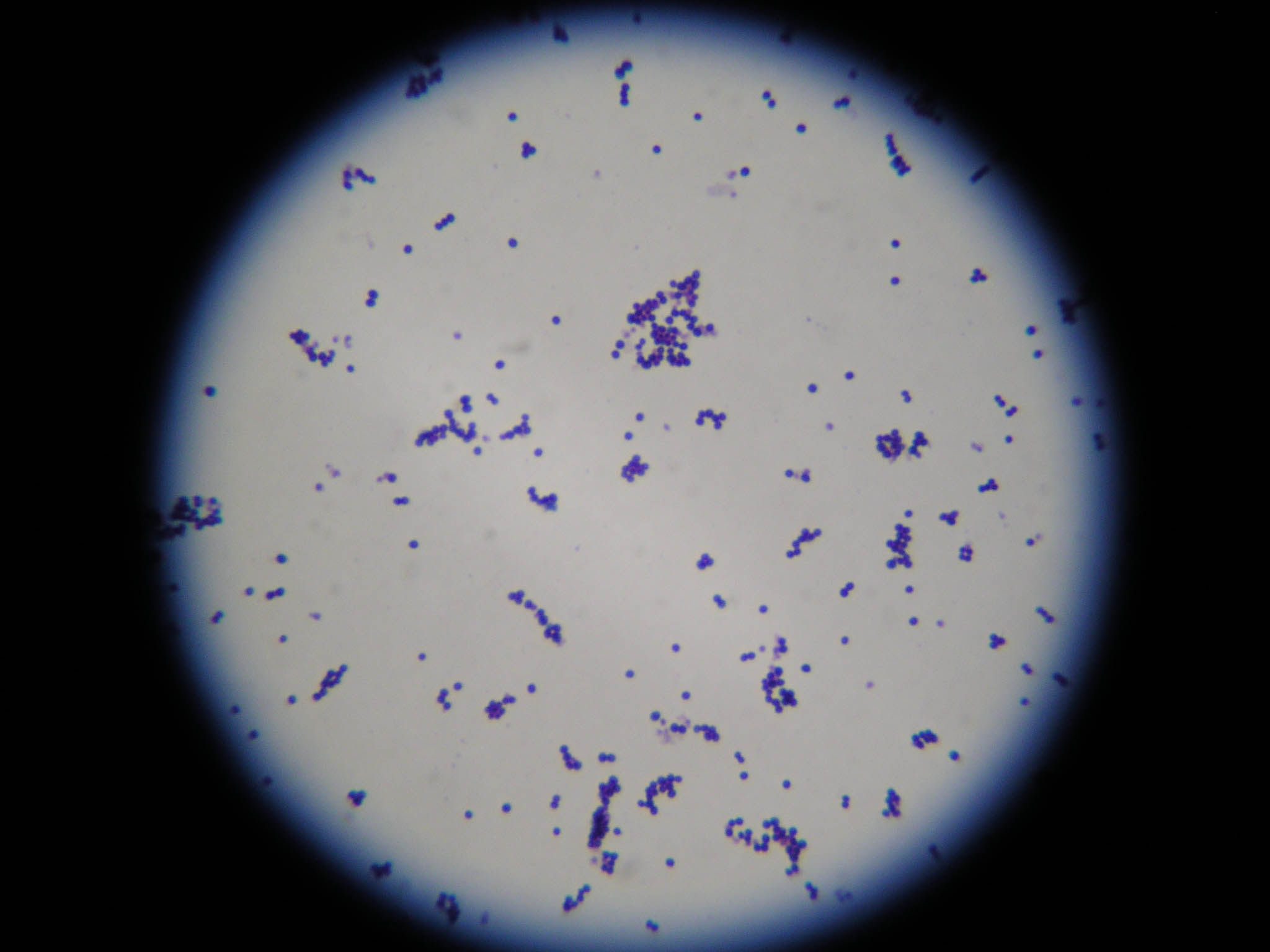 食品微生物学实验（细菌革兰氏染色及特殊结构染色） - 哔哩哔哩
